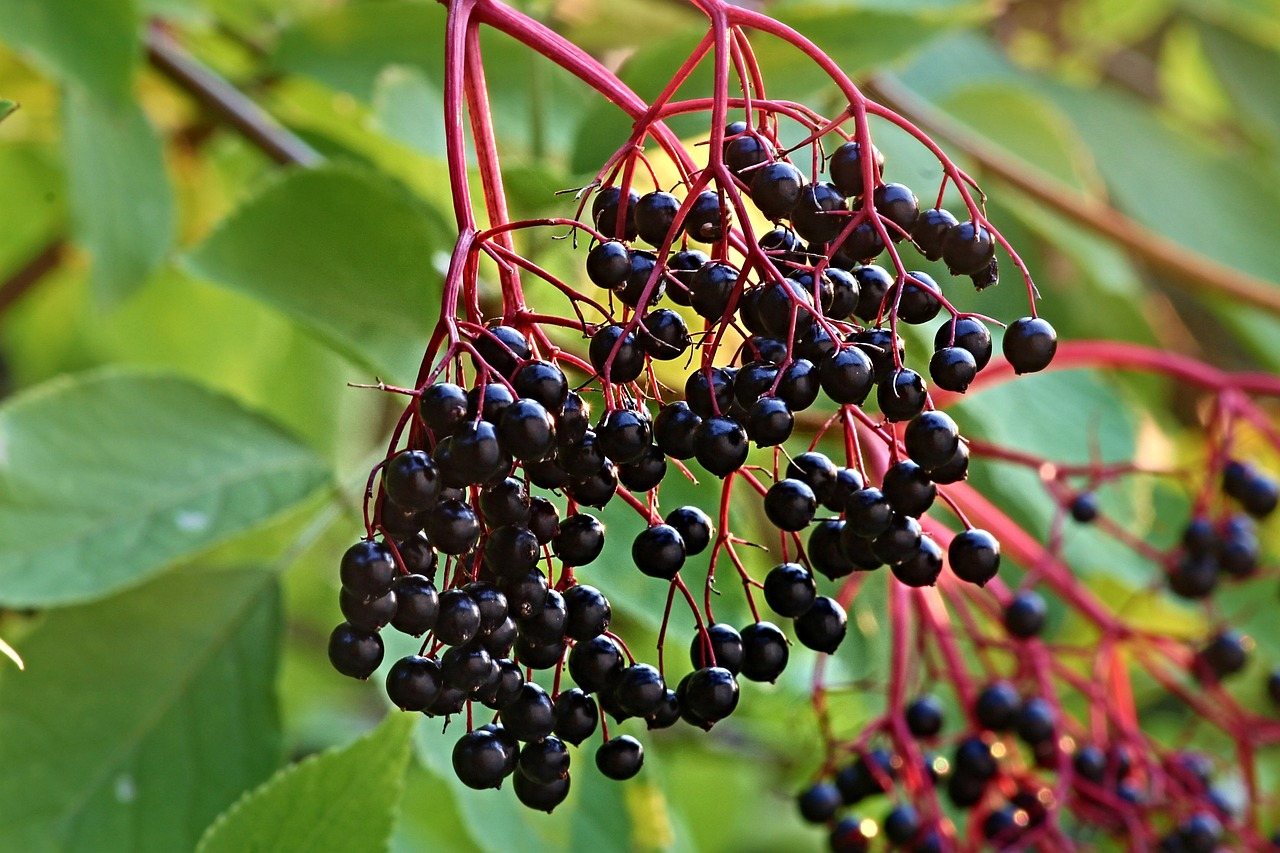 Elderberries